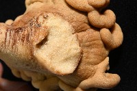 未知種指形軟珊瑚藏品圖，第5張