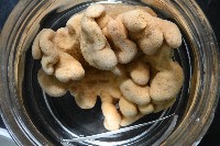 未知種指形軟珊瑚藏品圖，第6張