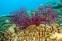 未知種真網柳珊瑚藏品圖，第1張