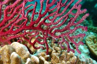 未知種真網柳珊瑚藏品圖，第2張