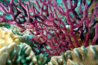 未知種真網柳珊瑚藏品圖，第3張