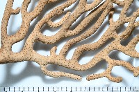 未知種真網柳珊瑚藏品圖，第4張