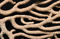 未知種真網柳珊瑚藏品圖，第5張