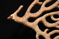 未知種真網柳珊瑚藏品圖，第6張