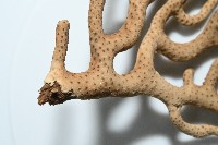 未知種真網柳珊瑚藏品圖，第7張