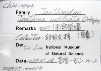 侏儒紫螺藏品圖，第8張