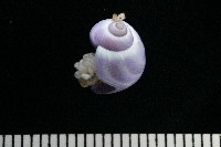 侏儒紫螺藏品圖，第3張