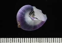 紫螺藏品圖，第2張