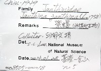 紫螺藏品圖，第8張