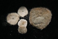 馬氏海錢(馬氏扣海膽)藏品圖，第3張