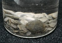 馬氏海錢(馬氏扣海膽)藏品圖，第4張