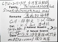 馬氏海錢(馬氏扣海膽)藏品圖，第8張