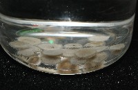 馬氏海錢(馬氏扣海膽)藏品圖，第6張