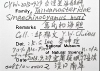 馬氏海錢(馬氏扣海膽)藏品圖，第8張