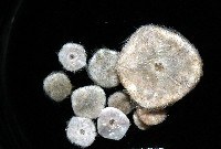 馬氏海錢(馬氏扣海膽)藏品圖，第2張