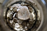 馬氏海錢(馬氏扣海膽)藏品圖，第6張