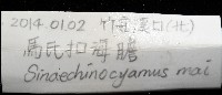 馬氏海錢(馬氏扣海膽)藏品圖，第7張