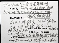 馬氏海錢(馬氏扣海膽)藏品圖，第8張