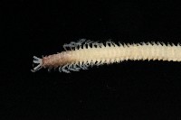 未知種歐努菲蟲藏品圖，第2張