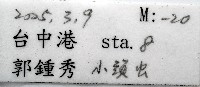 未知種歐努菲蟲藏品圖，第11張