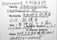 未知種不倒翁蟲藏品圖，第4張