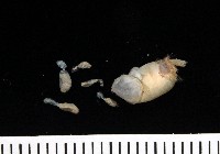未知種不倒翁蟲藏品圖，第1張