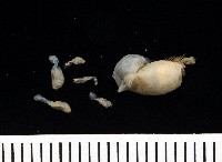 未知種不倒翁蟲藏品圖，第3張