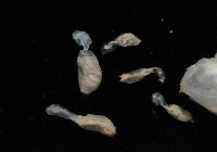 未知種不倒翁蟲藏品圖，第5張