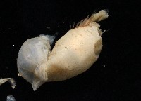 未知種不倒翁蟲藏品圖，第6張