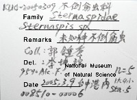 未知種不倒翁蟲藏品圖，第8張