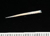 未知種象牙貝藏品圖，第2張