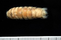 未知種浪漂水虱藏品圖，第1張