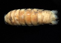 未知種浪漂水虱藏品圖，第2張