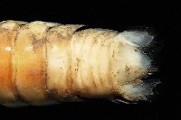 未知種浪漂水虱藏品圖，第3張