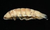 未知種浪漂水虱藏品圖，第4張
