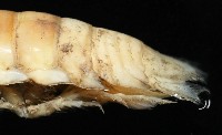 未知種浪漂水虱藏品圖，第6張