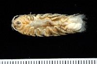 未知種浪漂水虱藏品圖，第7張