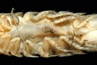 未知種浪漂水虱藏品圖，第8張