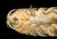 未知種浪漂水虱藏品圖，第9張