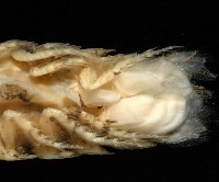 未知種浪漂水虱藏品圖，第10張