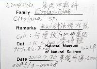 未知種浪漂水虱藏品圖，第12張