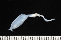 未知種手魷藏品圖，第2張
