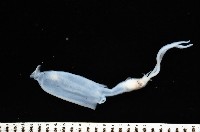 未知種手魷藏品圖，第3張