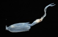 未知種手魷藏品圖，第8張