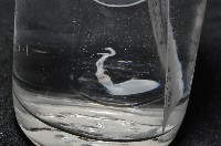 未知種手魷藏品圖，第9張