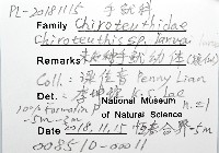 未知種手魷藏品圖，第12張