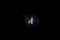 瓦爾迪瓦紡錘魷藏品圖，第2張
