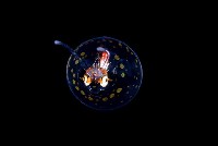 瓦爾迪瓦紡錘魷藏品圖，第3張