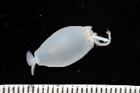 瓦爾迪瓦紡錘魷藏品圖，第6張
