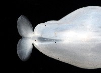瓦爾迪瓦紡錘魷藏品圖，第7張